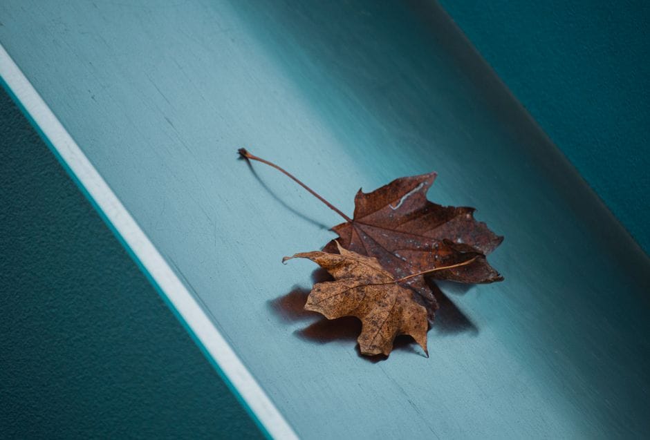 Guarding Your Savings: What is the Average Cost of Leaf Guard?